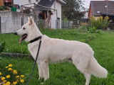 Mâle Berger Blanc Suisse LOF disponible pour saillie