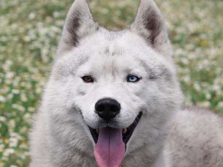 Un chien adulte mâle Husky Sibérien LOF de 5 ans à la vente