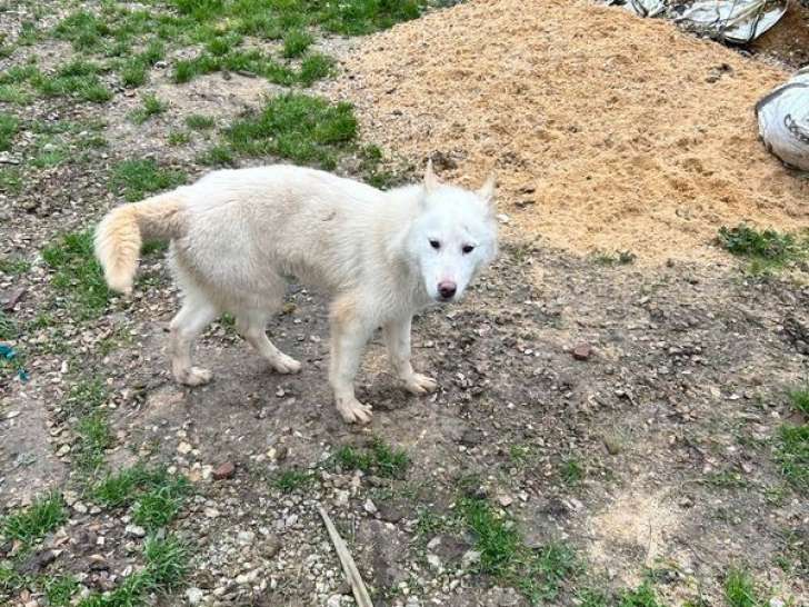 Un chiot Husky de Sibérie LOF blanc à vendre