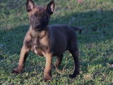 3 chiots Malinois fauve charbonné LOF disponibles à l'achat
