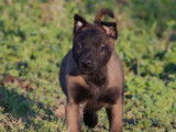 3 chiots Malinois fauve charbonné LOF disponibles à l'achat