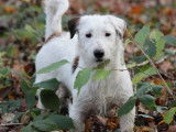 Chiot mâle Jack Russell Terrier LOF blanc à vendre
