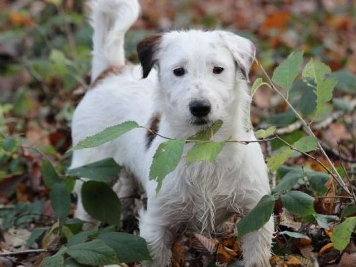 Chiot mâle Jack Russell Terrier LOF blanc à vendre