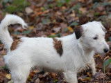 Chiot mâle Jack Russell Terrier LOF blanc à vendre