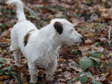Chiot mâle Jack Russell Terrier LOF blanc à vendre