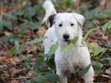 Chiot mâle Jack Russell Terrier LOF blanc à vendre