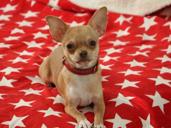 À vendre, un chiot mâle Chihuahua  fauve chocolat LOF