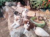 À vendre : 4 chiots Bergers Australiens LOF