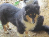 Chiot Colley à Poil Long mâle à vendre