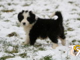 Chiots Border Collie avec pedigree &agrave; vendre