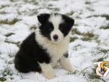 Chiots Border Collie avec pedigree &agrave; vendre