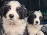 Chiots Border Collie avec pedigree &agrave; vendre