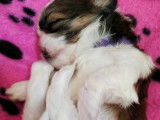 Chiots Shih-Tzu à vendre