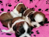 Chiots Shih-Tzu à vendre