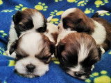 Chiots Shih-Tzu à vendre