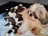 Chiots Shih-Tzu à vendre