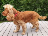 Mâle Cocker Spaniel Anglais LOF disponible pour saillie
