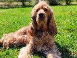 Mâle Cocker Spaniel Anglais LOF disponible pour saillie