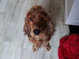 Mâle Cocker Spaniel Anglais LOF disponible pour saillie