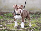 Chiots American Bully micro et pocket à vendre