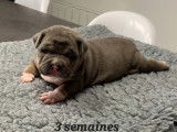 Magnifique chiot American Bully