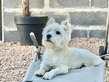 César, Westie disponible pour saillie
