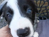 Chiots Border Collie LOF à vendre