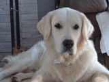Étalon Golden Retriever LOF disponible pour saillie