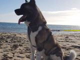 Mâle Akita Américain LOF de 3 ans disponible pour saillie