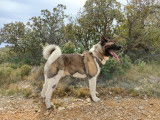 Mâle Akita Américain LOF de 3 ans disponible pour saillie