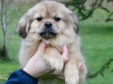 Des chiots Épagneuls Tibétains LOF disponibles