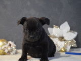 2 chiots Staffies LOF disponibles &agrave; la vente