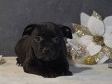 2 chiots Staffies LOF disponibles &agrave; la vente