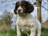8 chiots English Springers Spaniels LOF bicolores disponibles &agrave; l'achat