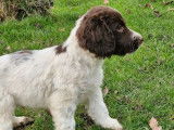 8 chiots English Springers Spaniels LOF bicolores disponibles &agrave; l'achat