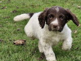 8 chiots English Springers Spaniels LOF bicolores disponibles &agrave; l'achat