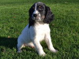 8 chiots English Springers Spaniels LOF bicolores disponibles &agrave; l'achat