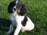 8 chiots English Springers Spaniels LOF bicolores disponibles &agrave; l'achat