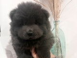 3 chiots Chows-Chows LOF à la vente