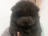 3 chiots Chows-Chows LOF à la vente