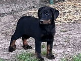 À vendre : 7 chiots Beaucerons noirs et feu LOF