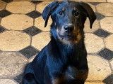 À vendre : 7 chiots Beaucerons noirs et feu LOF