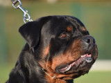 Chien Rottweiler LOF noir et feu disponible pour saillie