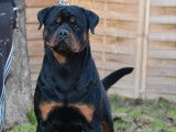 Chien Rottweiler LOF noir et feu disponible pour saillie