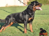 Chien Rottweiler LOF noir et feu disponible pour saillie