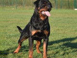 Chien Rottweiler LOF noir et feu disponible pour saillie