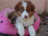 2 chiots femelles Bergers Australiens non LOF disponibles
