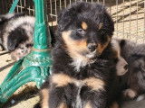 6 chiots Bergers Australiens LOF disponibles à l'achat