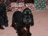 2 chiots mâles Cockers Anglais noirs et feu LOF à vendre