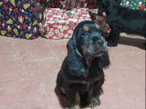 2 chiots mâles Cockers Anglais noirs et feu LOF à vendre